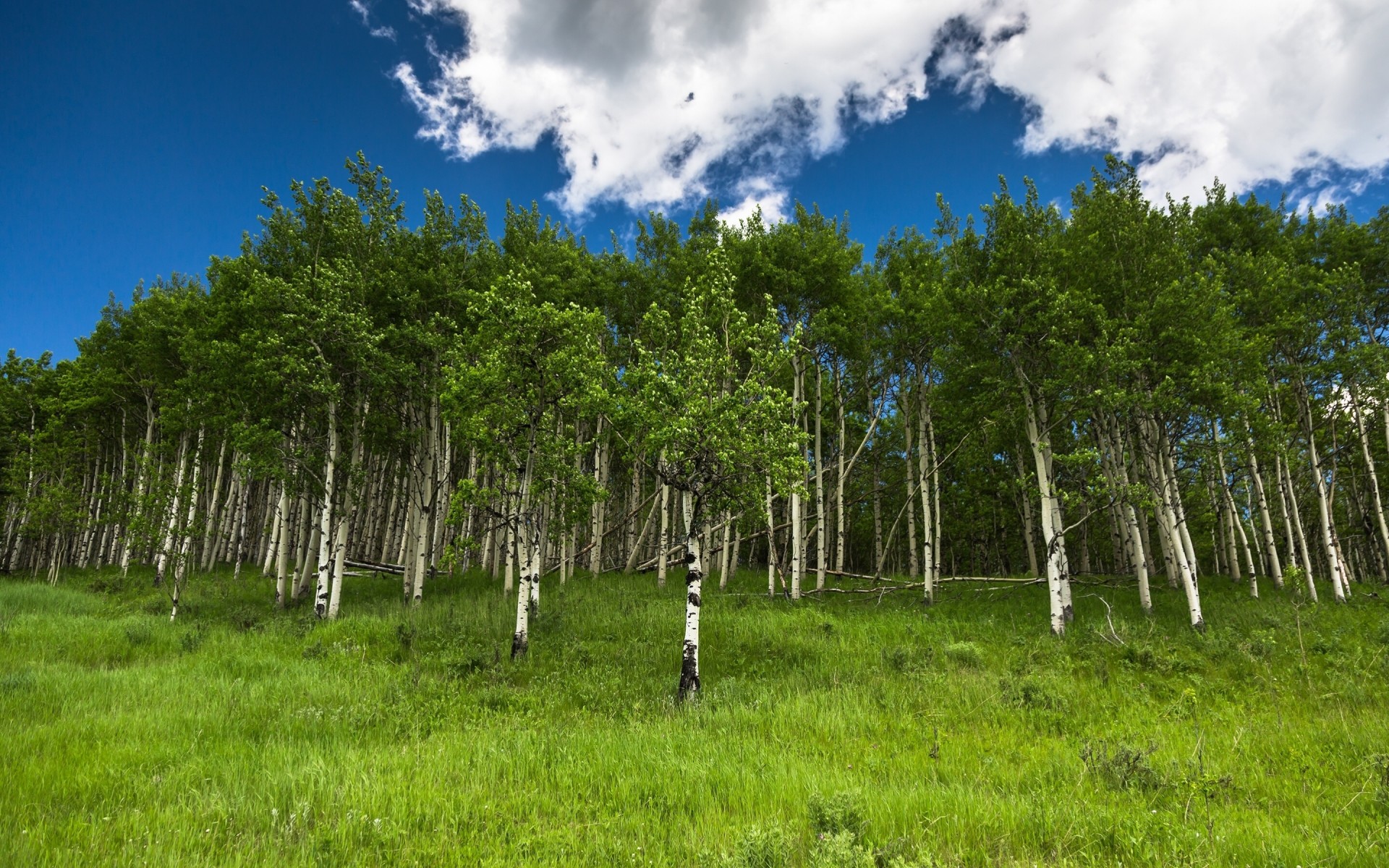 kananaskis alberta herbe bouleau canada bosquet arbres