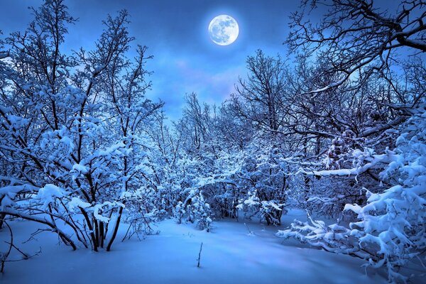 Śnieżny las oświetlony księżycem