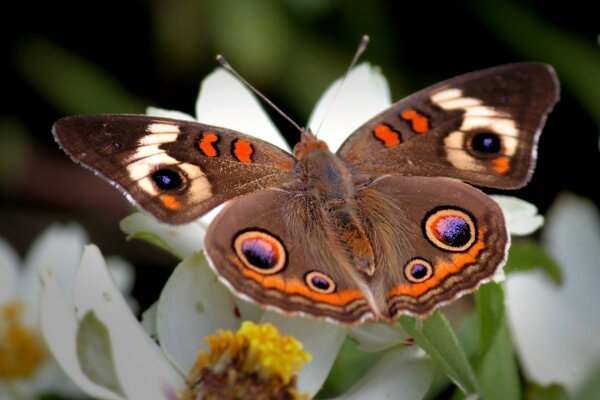 A beautiful butterfly with patterns on its wings perched on a flower