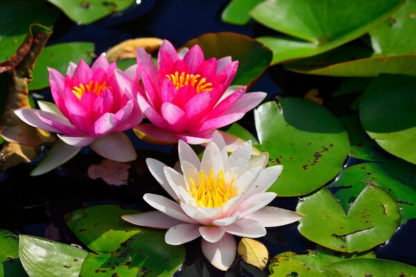 Pink water lily flowers on a background of green leaves