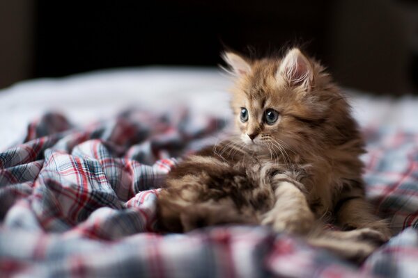 Un pequeño gatito divertido que está interesado en algo