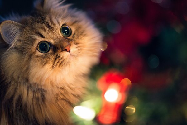 Hermoso gato peludo con ojos grandes en el fondo de la guirnalda del árbol de Navidad