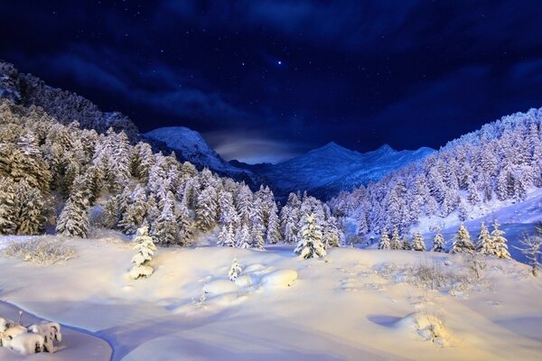 The forest covered with snowy winter