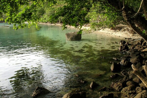 Wood and stones on the lake shore