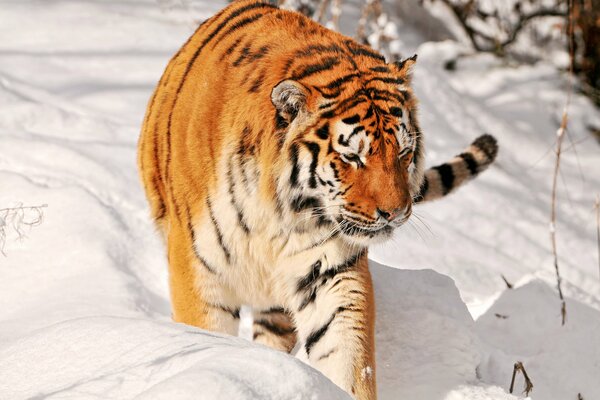 El tigre de Amur se cuela a través de la nieve blanca y profunda