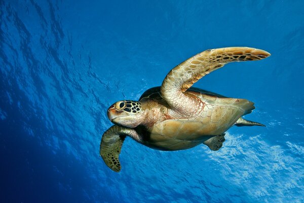 Schildkröte schwimmt im blauen Wasser