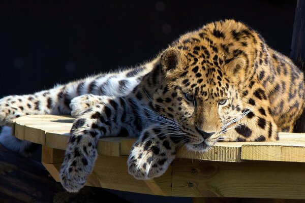 A spotted handsome leopard is resting on a table and looking down with interest