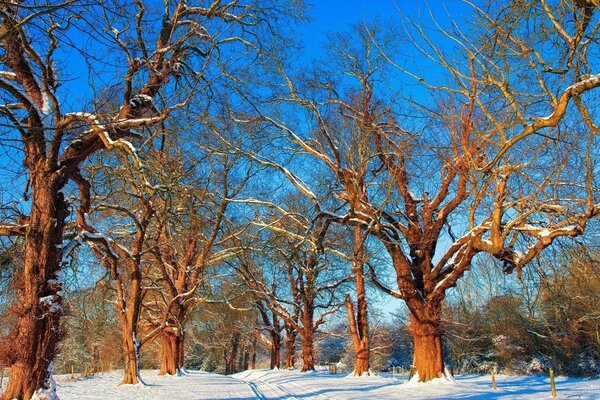 Trees in the forest. Winter nature