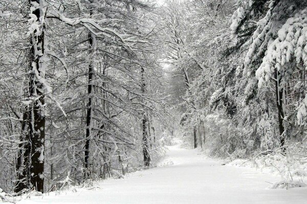 Winterwald nach Schneesturm