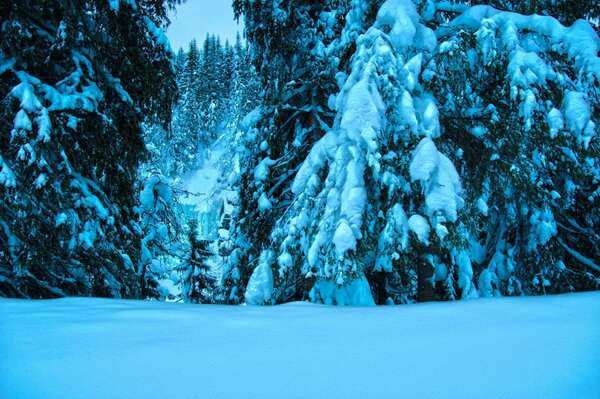 Inverno nella foresta alberi nella neve