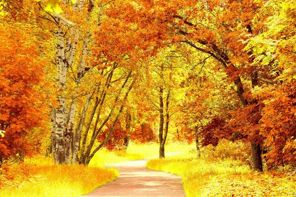 Callejón del parque rodeado de árboles en otoño