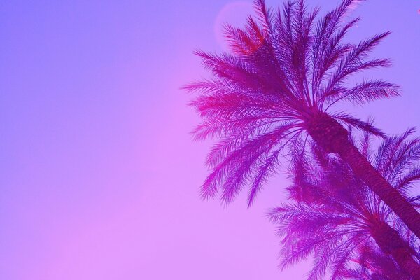 Тропические пальмы с розовой природой