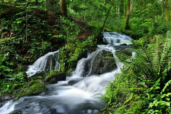 Cascada en el bosque frondoso en las montañas