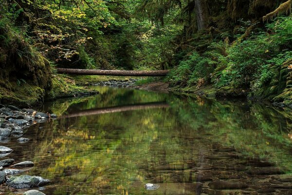 Ein Waldbach mit einer Brücke aus einem umgestürzten Baum