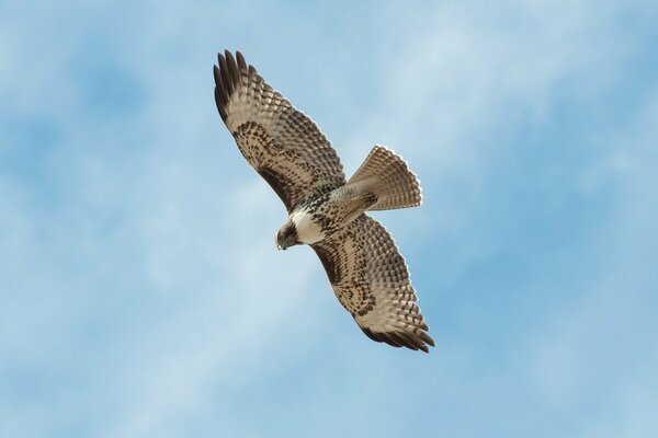 Der Vogel Falke schwebt hoch am Himmel