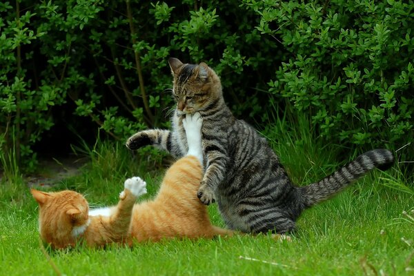 Katzen spielen Kung Fu in der Natur