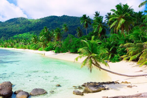 Playa con palmeras y arena