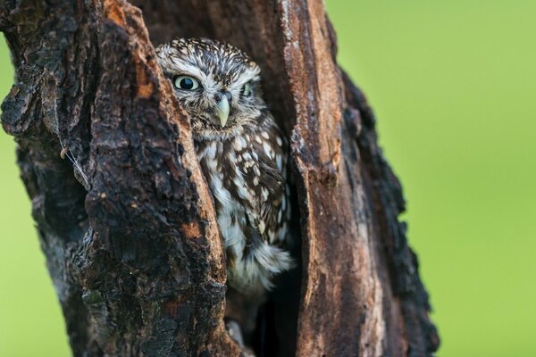 The owl has climbed into the hollow and is watching what is happening