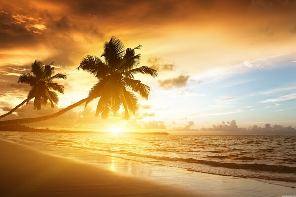 Пальмы на золотом пляжу