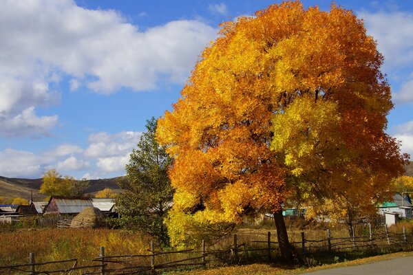 Arbre d automne sur fond de village