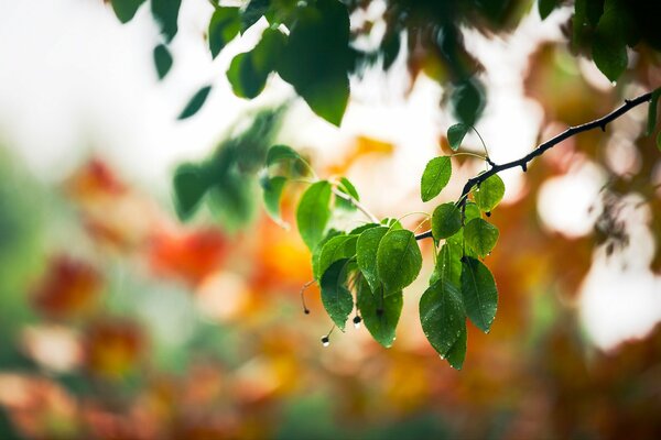 Spring drops on the branches of foliage