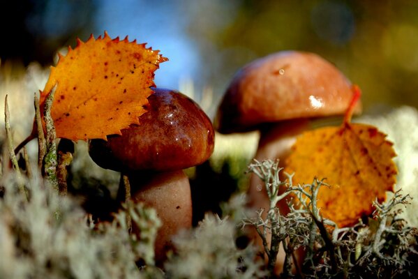 Champignons dans la mousse, sous les feuilles jaunes