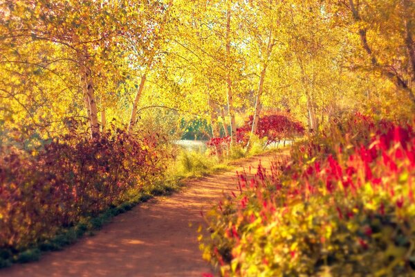 Un sendero en el bosque de otoño conducirá a la felicidad