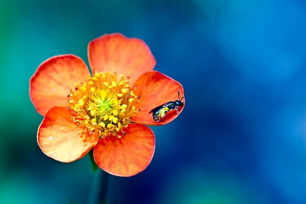 Ein Insekt auf einer zarten orangefarbenen Blume