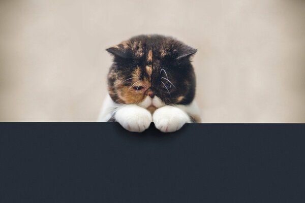 Cute cat with white paws is sad