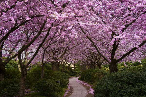 Kirschblüten im japanischen Garten