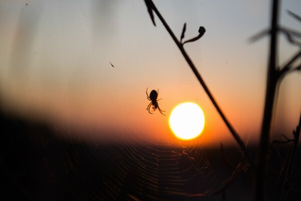 Photo of a spider on a web on the background of sunset