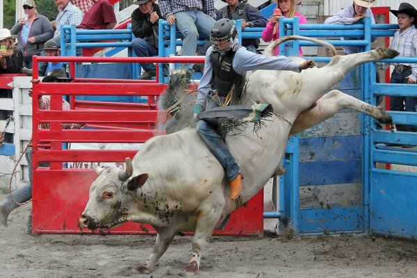 Ungewöhnliche Rodeo-Unterhaltung und arme Tiere