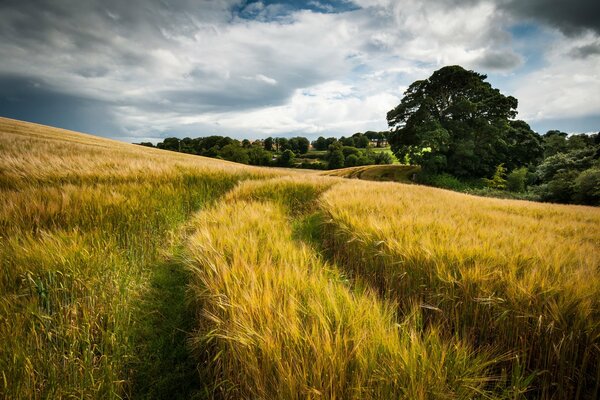 Estate, campo, nuvole-bellissimo paesaggio