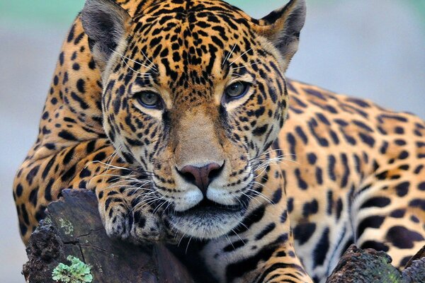 A beautiful jaguar with a gaze is in the wild