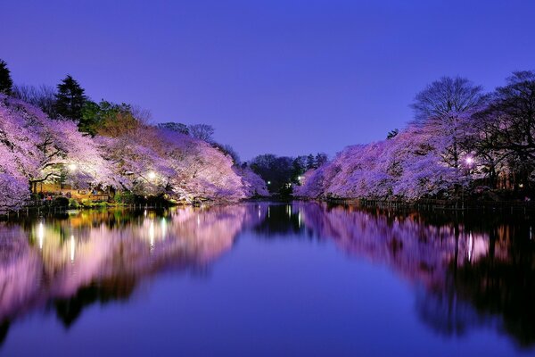 Lakes with lighting in Tokyo in the park