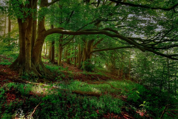 Un albero con un lungo ramo. Paesaggio