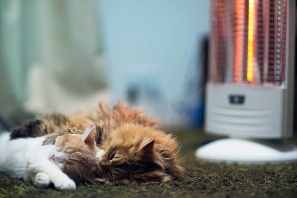 Two cute cats are warming themselves near the included heater