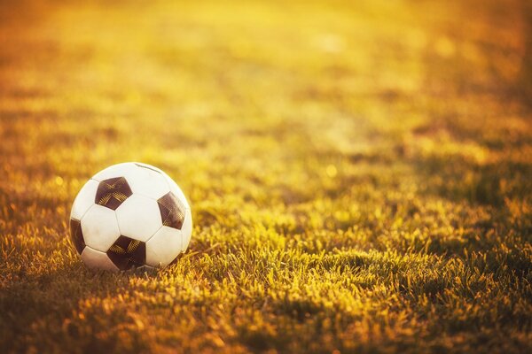 Balón de fútbol en el césped