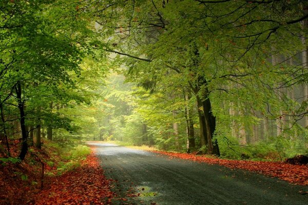 A wide road through a green forest