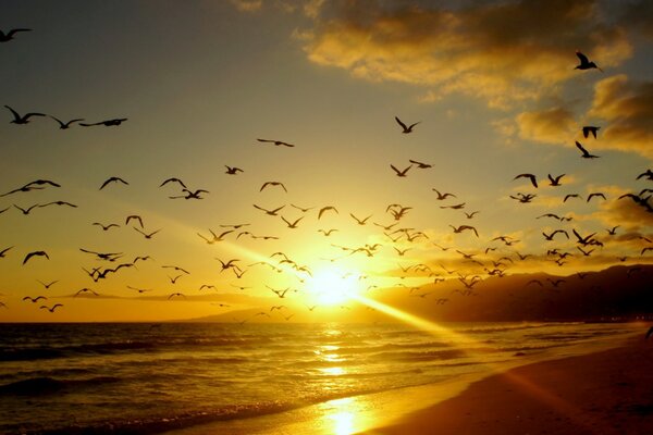 A flock of seagulls on the background of sunset