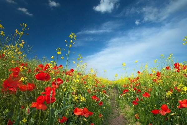 Sentier au milieu d un champ de coquelicots