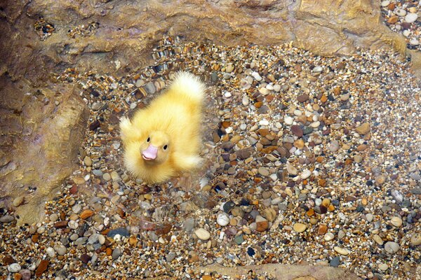 Patito peludo amarillo de pie sobre guijarros