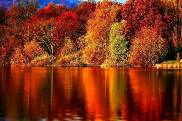 Crimson forest with highlights on the water