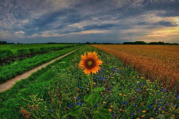 Sonnenblume auf dem Feld. Holland. Groningen