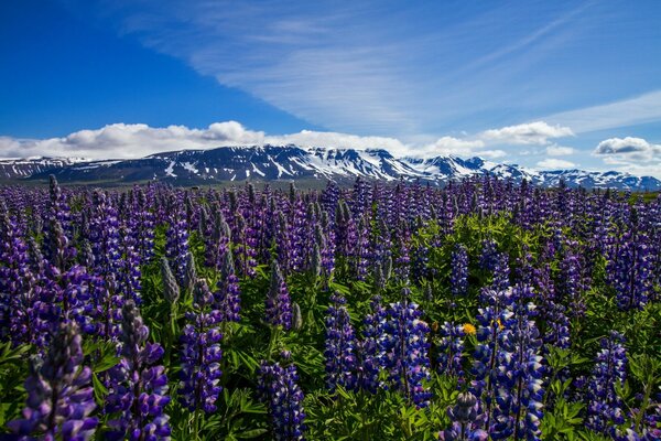 Feld mit Blumen. Lupinen. Island