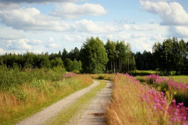 La strada per la foresta. Nuvole nel cielo