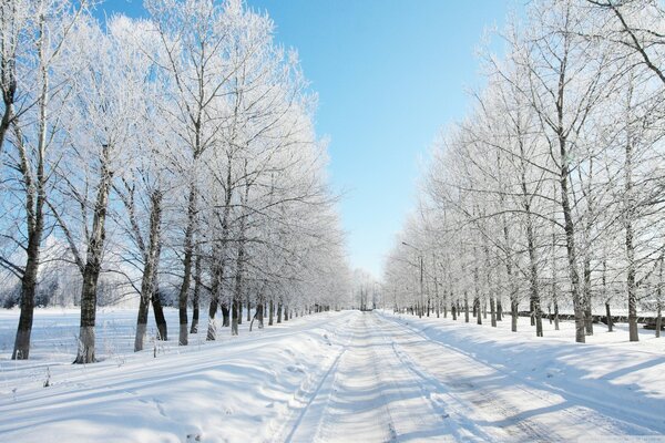 Arbres sur la route enneigée d hiver