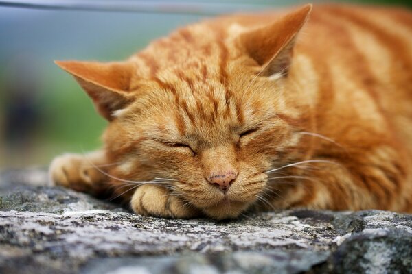 An adult ginger cat sleeps outside on a tree branch