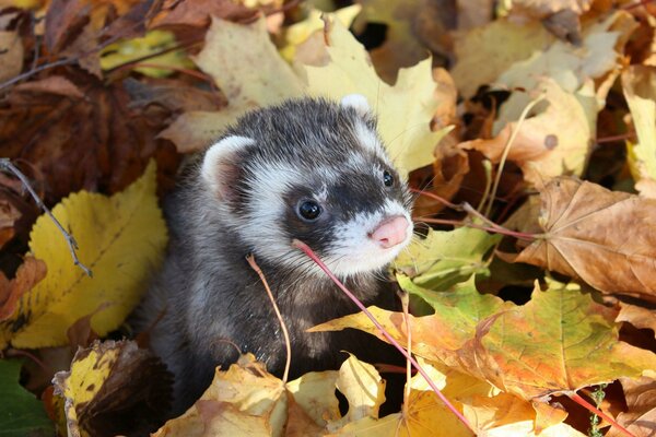 Schnauze eines Frettchens auf dem Hintergrund des Herbstlaubs