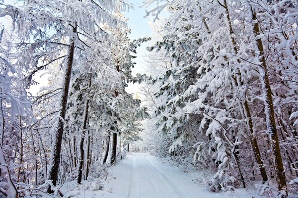 Paesaggio invernale con strada invernale